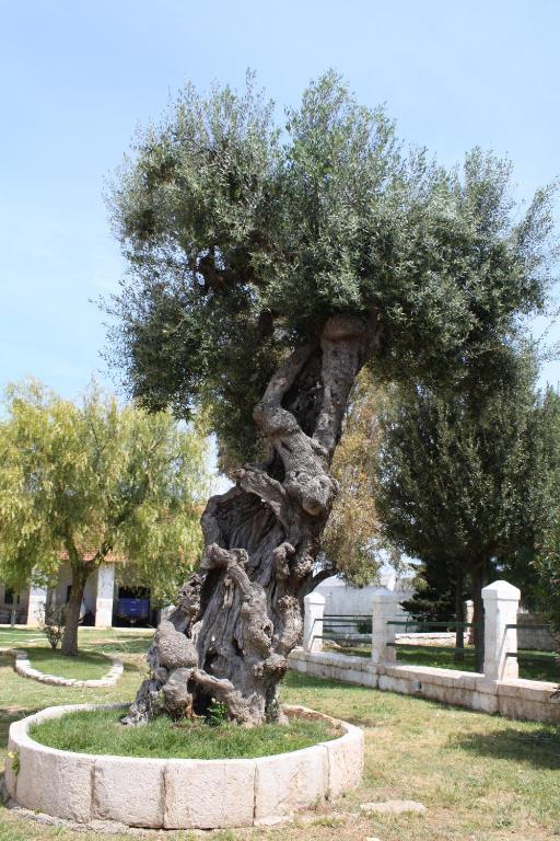 Masseria Maccarone Fasano Ngoại thất bức ảnh