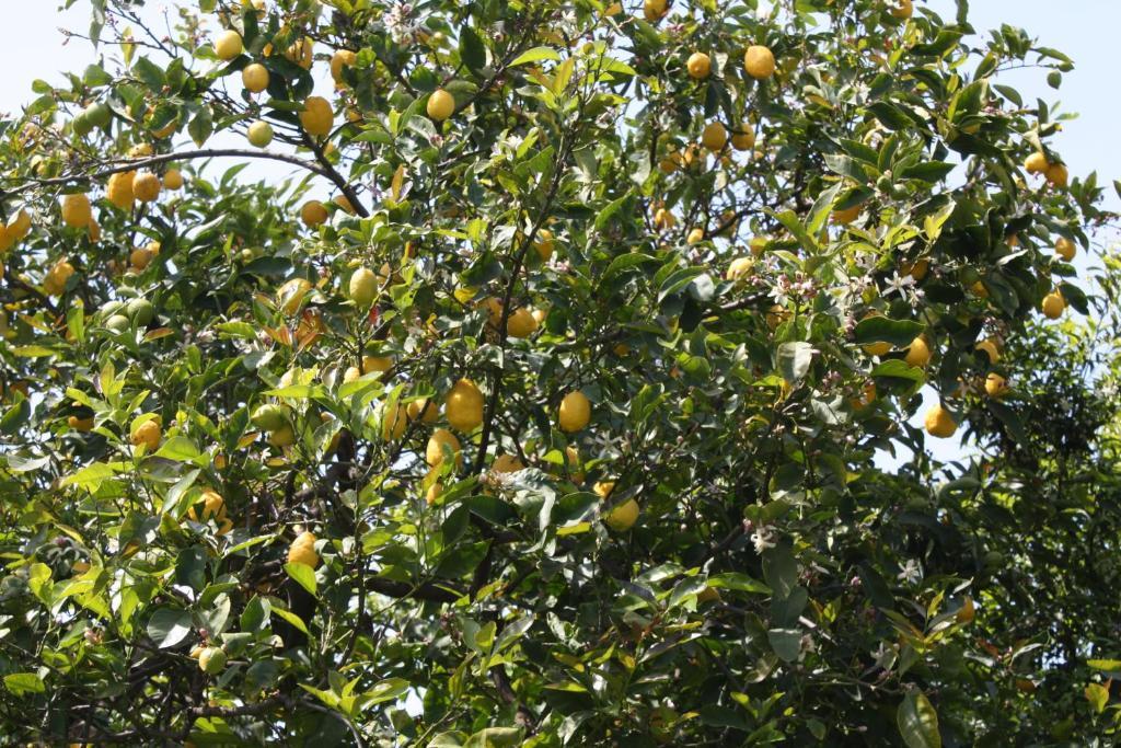 Masseria Maccarone Fasano Ngoại thất bức ảnh